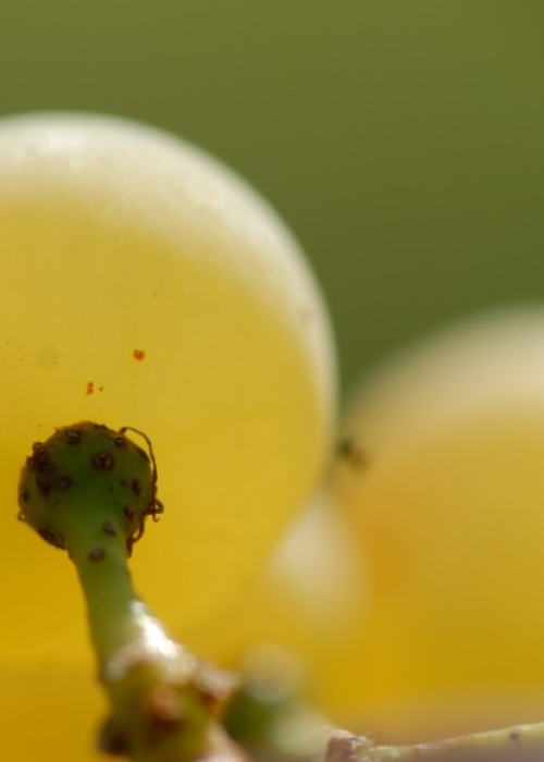 Chardonnay ANT 0904